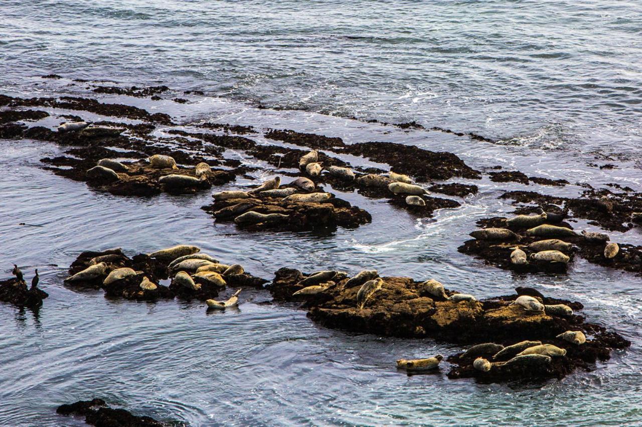 Luxury Beachfront Penthouse Walk To The Beach Restaurants Entertainment Half Moon Bay Exteriör bild